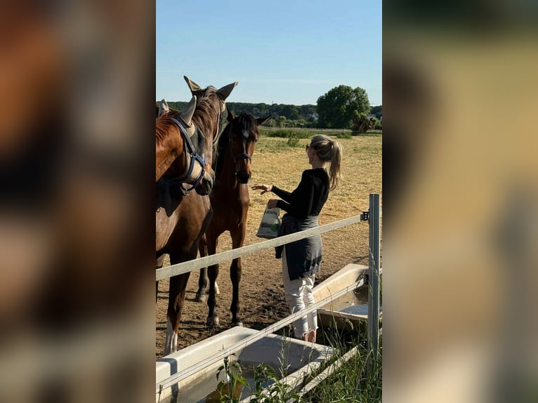 Westphalien Jument 2 Ans 176 cm Bai in Rheinberg