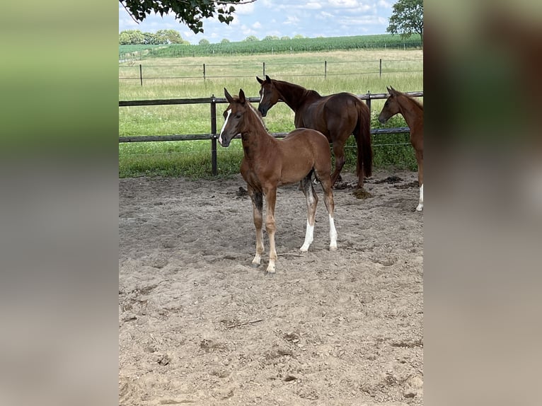 Westphalien Jument 2 Ans Alezan brûlé in Borken