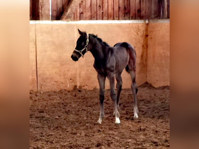 Westphalien Jument 2 Ans Bai brun in Frankenberg (Eder)