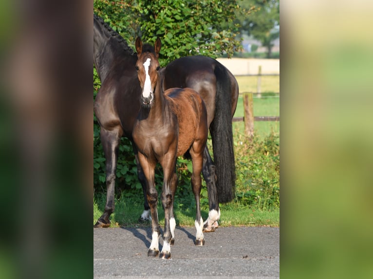 Westphalien Jument 2 Ans Bai in Ascheberg