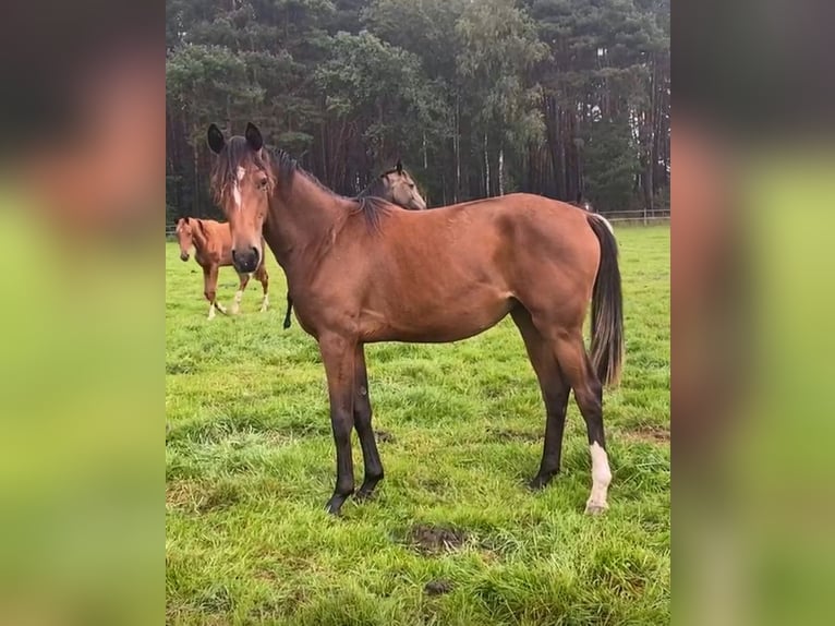 Westphalien Jument 2 Ans Bai in Neustadt am R&#xFC;benberge