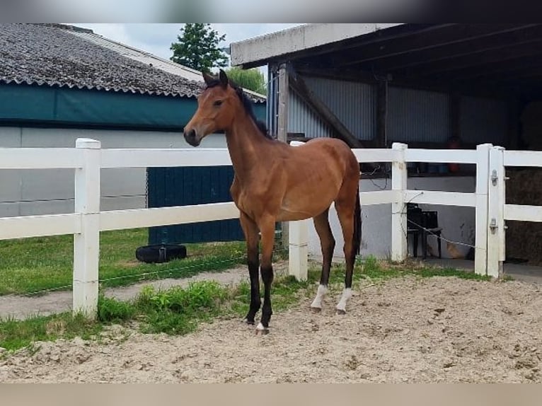 Westphalien Jument 2 Ans Bai in Selm