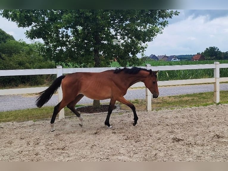 Westphalien Jument 2 Ans Bai in Selm