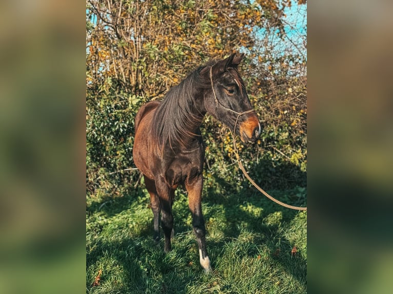 Westphalien Jument 2 Ans  in Volesvres