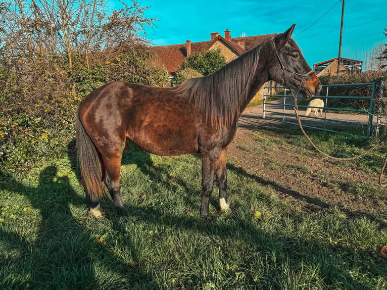Westphalien Jument 2 Ans  in Volesvres