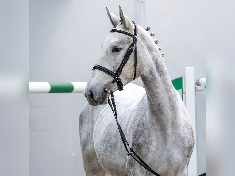 Westphalien Jument 2 Ans Gris in Mnster-Handorf