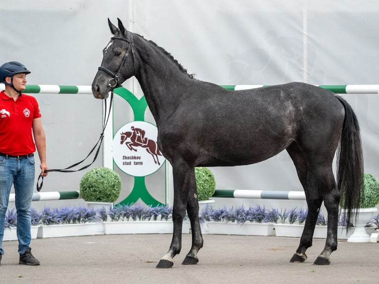 Westphalien Jument 2 Ans Gris in Mnster-Handorf