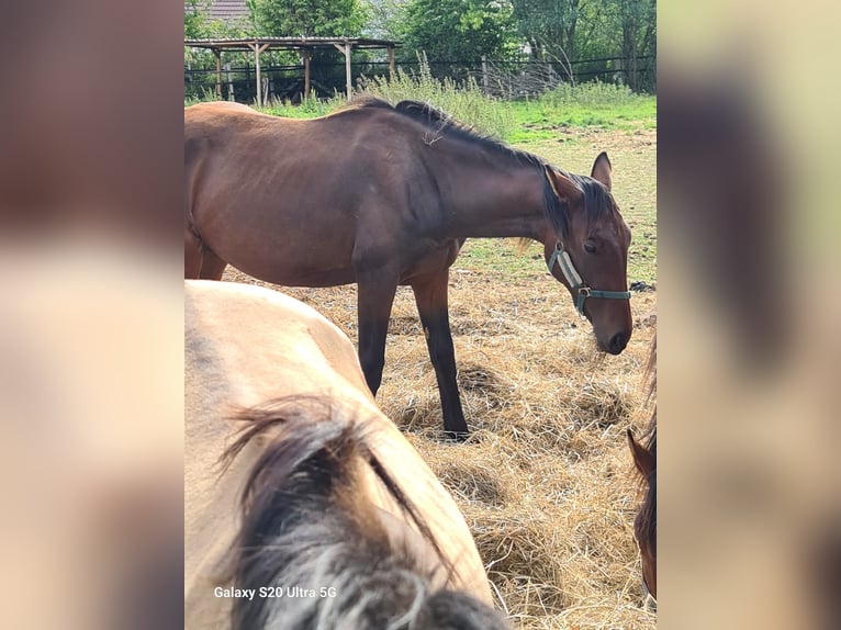 Westphalien Jument 2 Ans Noir in Hiddenhausen