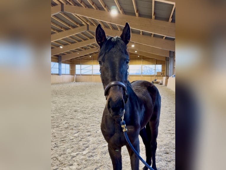 Westphalien Jument 3 Ans 155 cm Bai brun in Meinerzhagen