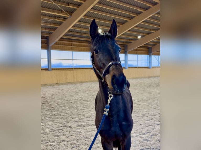 Westphalien Jument 3 Ans 155 cm Bai brun in Meinerzhagen