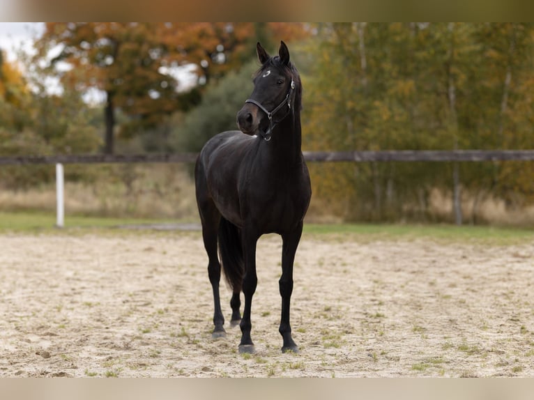 Westphalien Jument 3 Ans 157 cm Bai brun in Cheb