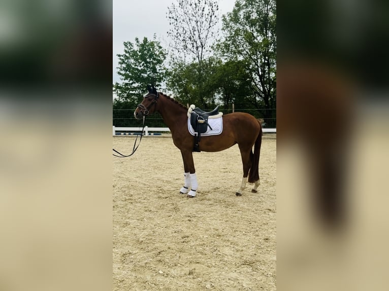 Westphalien Jument 3 Ans 160 cm Alezan in Hülben