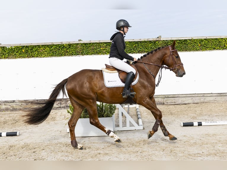 Westphalien Jument 3 Ans 160 cm Alezan in Waddinxveen