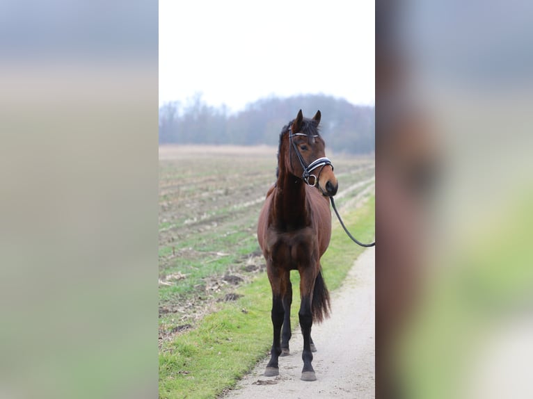 Westphalien Jument 3 Ans 160 cm Bai in Zieuwent