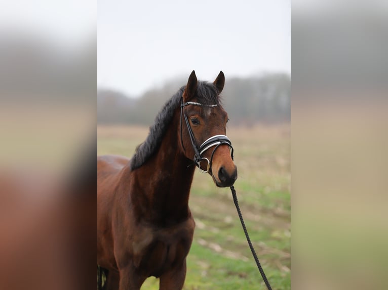 Westphalien Jument 3 Ans 160 cm Bai in Zieuwent