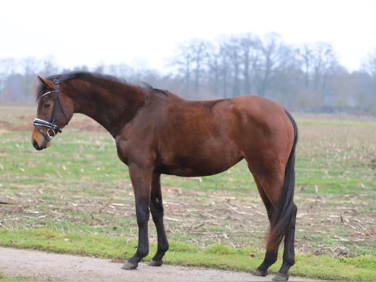 Westphalien Jument 3 Ans 160 cm Bai in Zieuwent