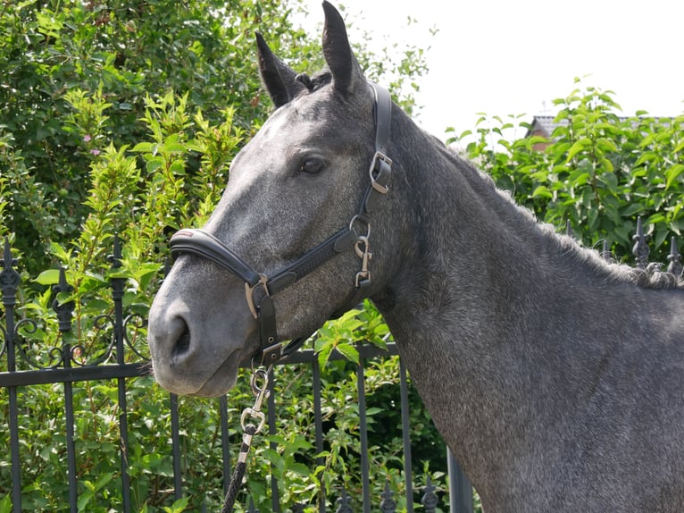 Westphalien Jument 3 Ans 160 cm in Dorsten