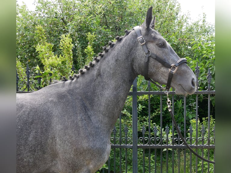 Westphalien Jument 3 Ans 160 cm in Dorsten