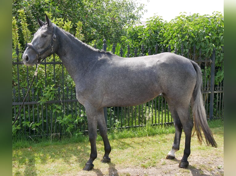 Westphalien Jument 3 Ans 160 cm in Dorsten