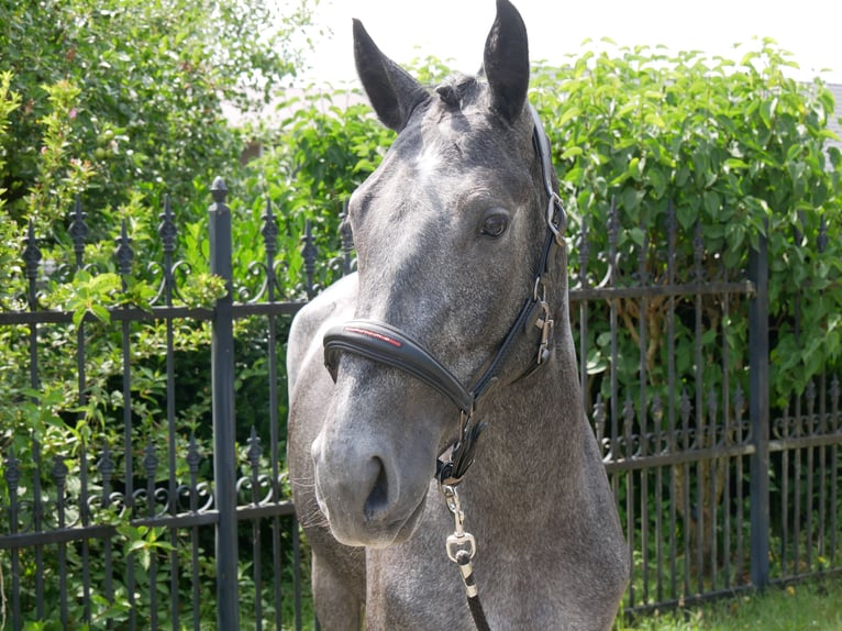 Westphalien Jument 3 Ans 160 cm in Dorsten