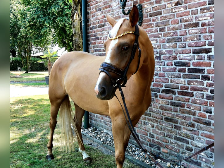 Westphalien Jument 3 Ans 161 cm Palomino in Wesel