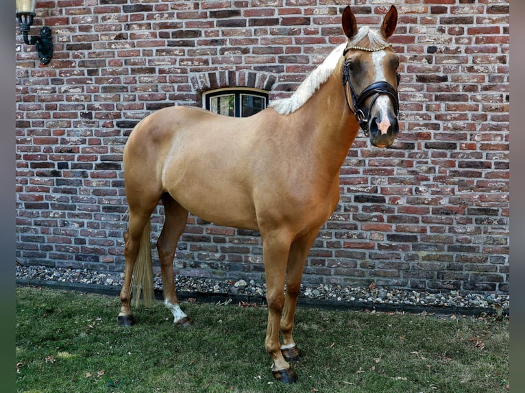 Westphalien Jument 3 Ans 161 cm Palomino in Wesel