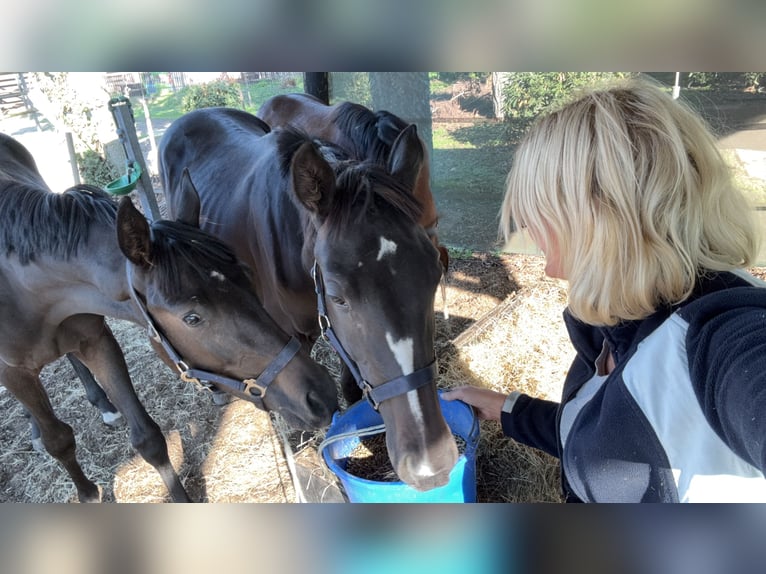 Westphalien Jument 3 Ans 162 cm Palomino in Wesel