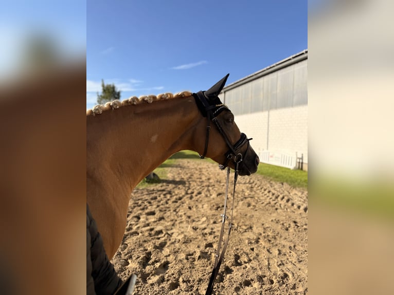 Westphalien Jument 3 Ans 162 cm Palomino in Wesel