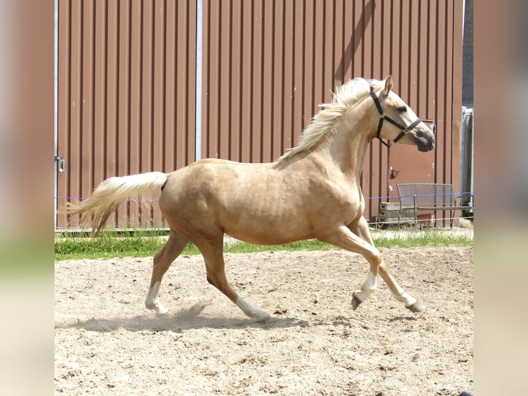 Westphalien Jument 3 Ans 162 cm Palomino in Borgentreich