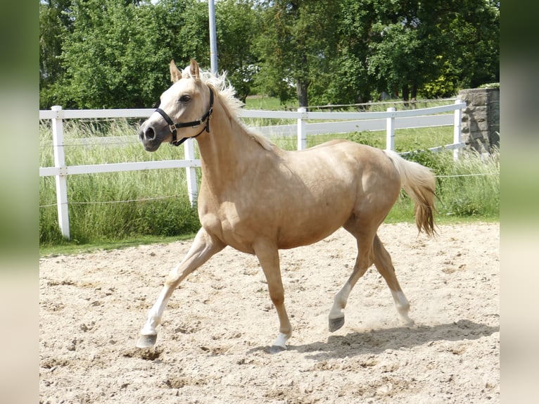 Westphalien Jument 3 Ans 162 cm Palomino in Borgentreich