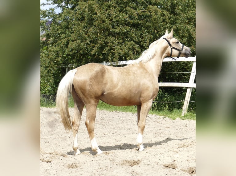 Westphalien Jument 3 Ans 162 cm Palomino in Borgentreich