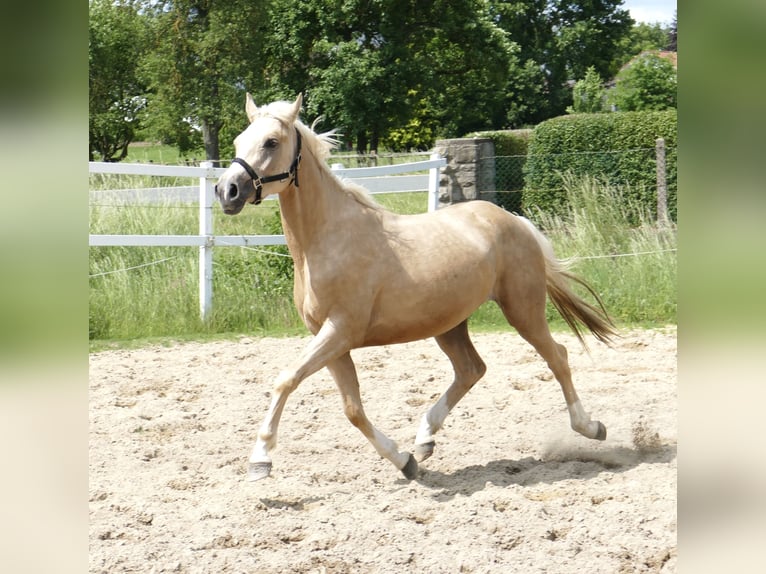 Westphalien Jument 3 Ans 162 cm Palomino in Borgentreich