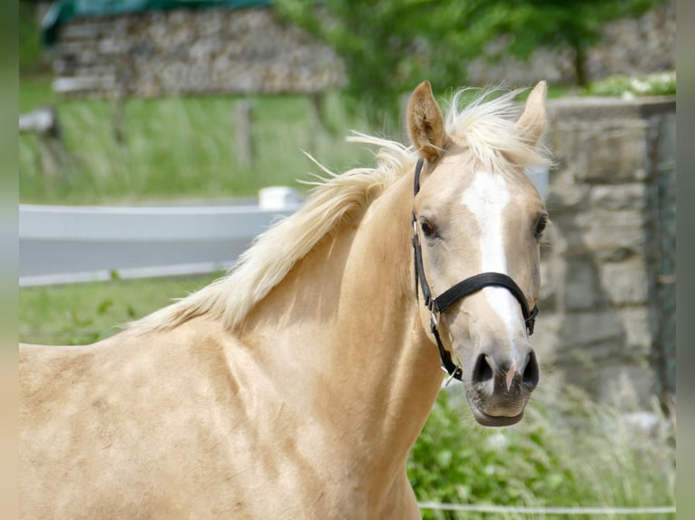 Westphalien Jument 3 Ans 162 cm Palomino in Borgentreich