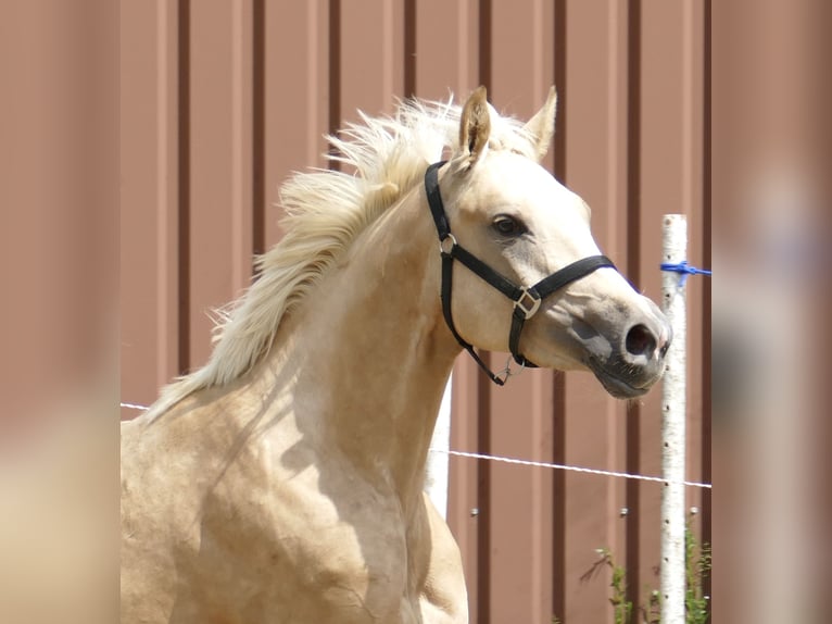Westphalien Jument 3 Ans 162 cm Palomino in Borgentreich