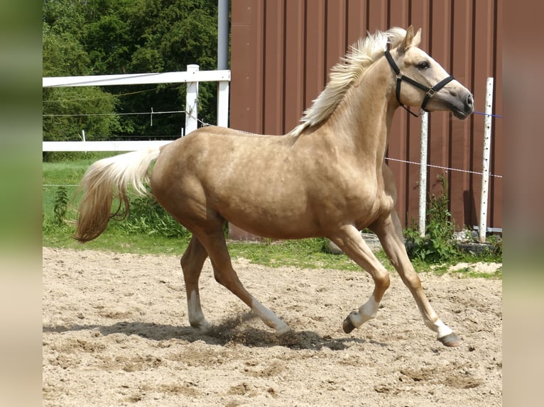 Westphalien Jument 3 Ans 162 cm Palomino in Borgentreich
