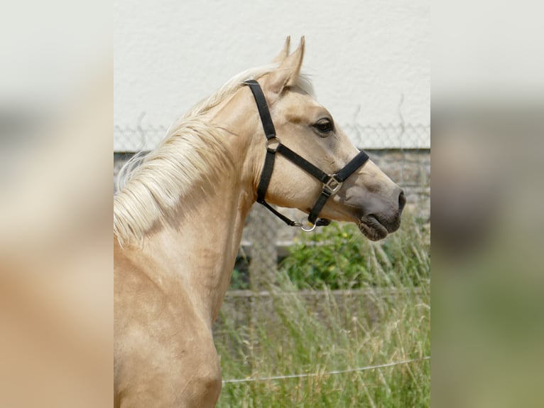 Westphalien Jument 3 Ans 162 cm Palomino in Borgentreich