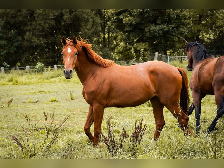 Westphalien Jument 3 Ans 163 cm Alezan in Brakel