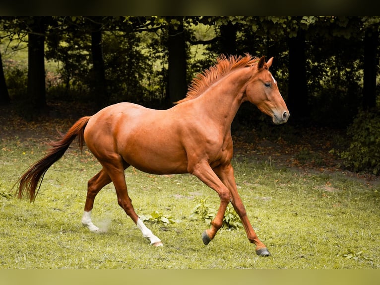 Westphalien Jument 3 Ans 163 cm Alezan in Brakel