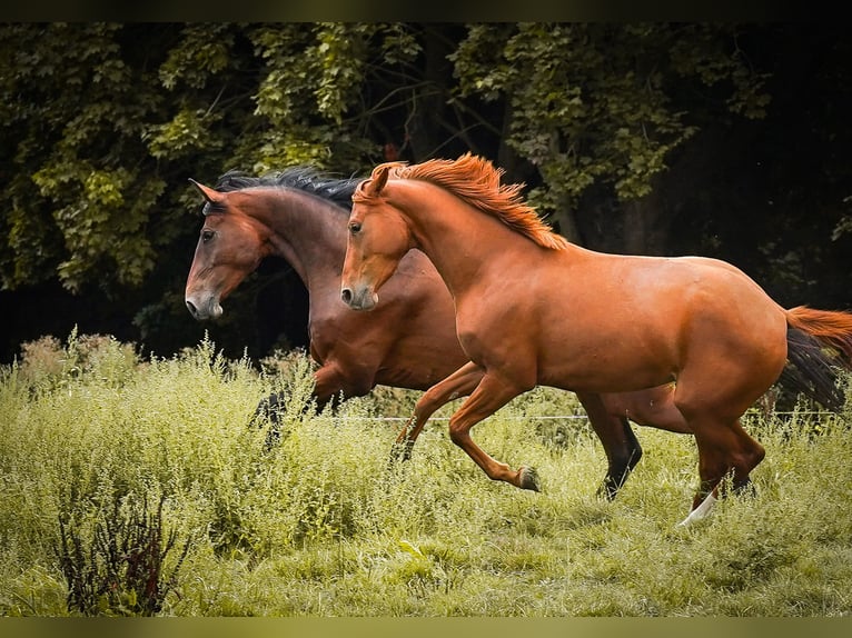 Westphalien Jument 3 Ans 163 cm Alezan in Brakel