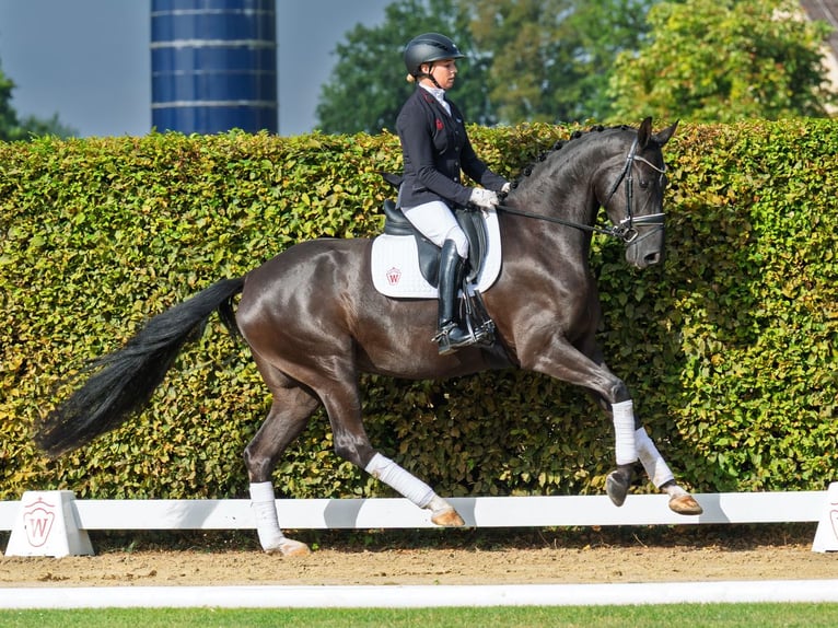 Westphalien Jument 3 Ans 163 cm Noir in M&#xFC;nster