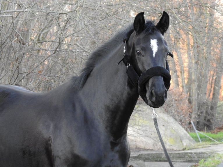 Westphalien Jument 3 Ans 163 cm Noir in Verl