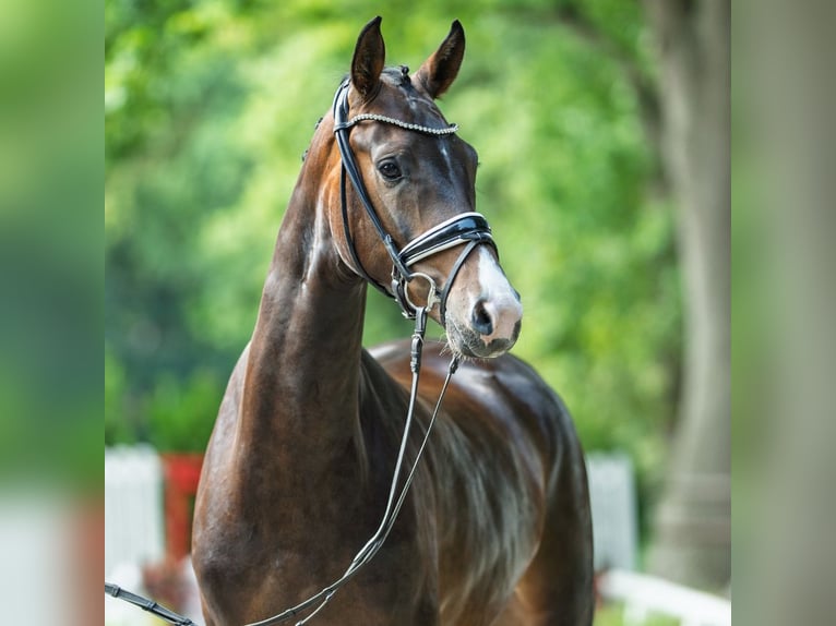 Westphalien Jument 3 Ans 164 cm Bai brun in M&#xFC;nster-Handorf