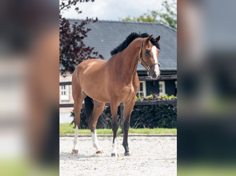 Westphalien Jument 3 Ans 164 cm Bai in Einbeck