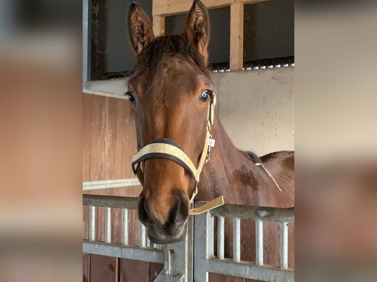 Westphalien Jument 3 Ans 164 cm Bai clair in HammHamm