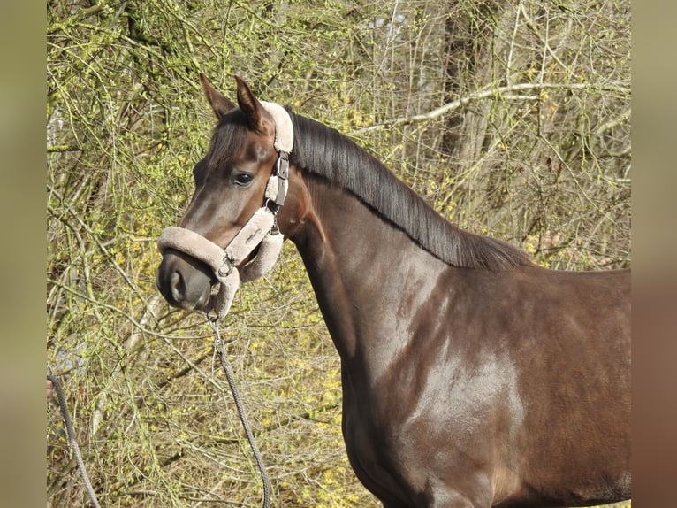Westphalien Jument 3 Ans 165 cm Alezan brûlé in Verl