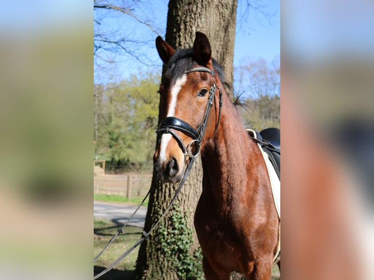 Westphalien Jument 3 Ans 165 cm Bai in Fürstenau