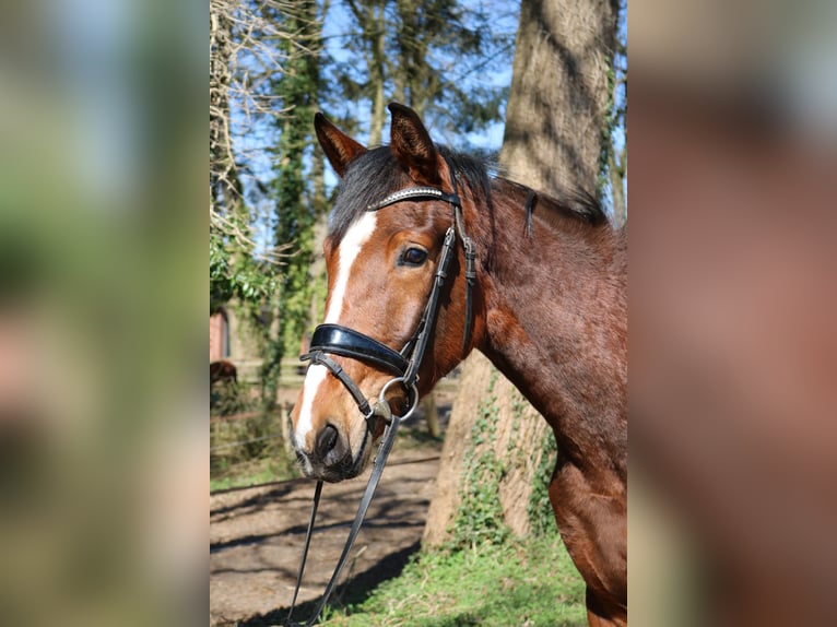 Westphalien Jument 3 Ans 165 cm Bai in Fürstenau