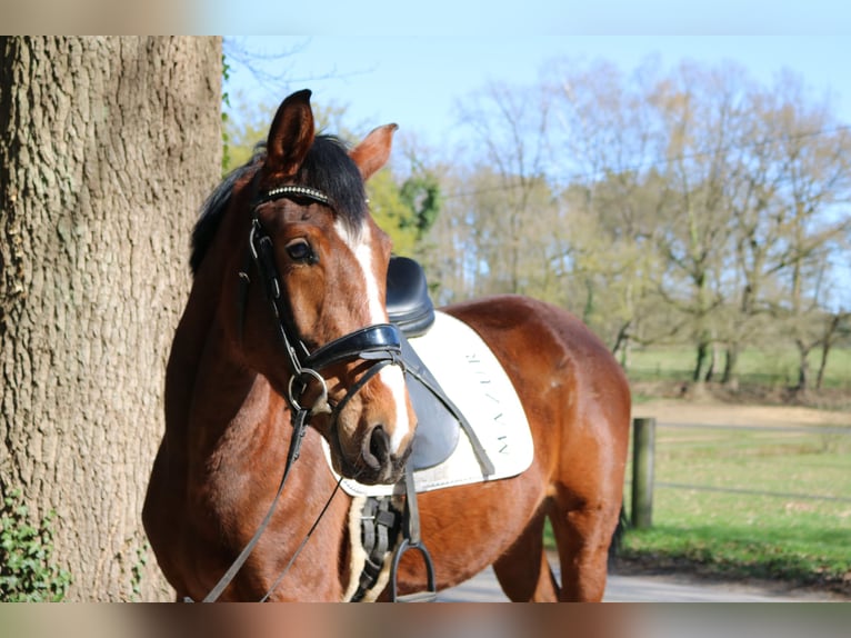 Westphalien Jument 3 Ans 165 cm Bai in Fürstenau