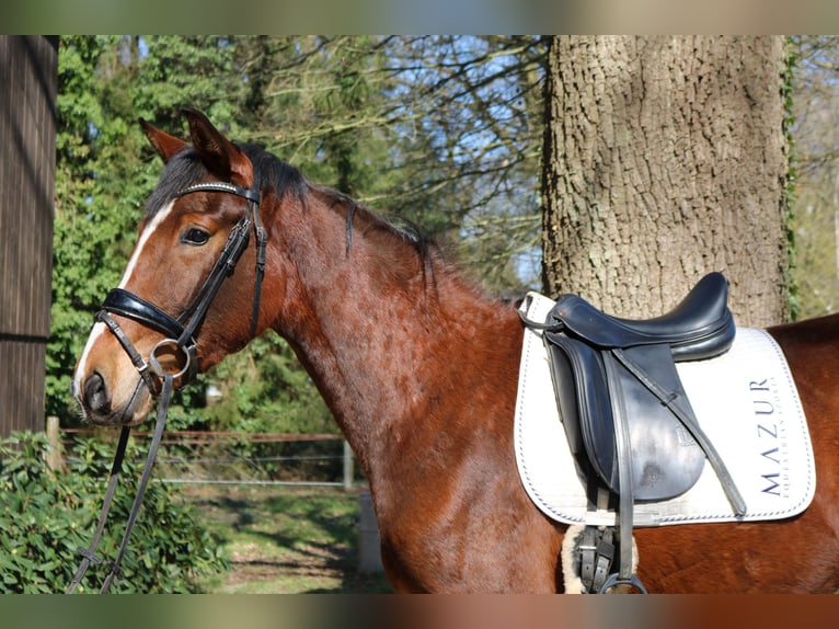 Westphalien Jument 3 Ans 165 cm Bai in Fürstenau