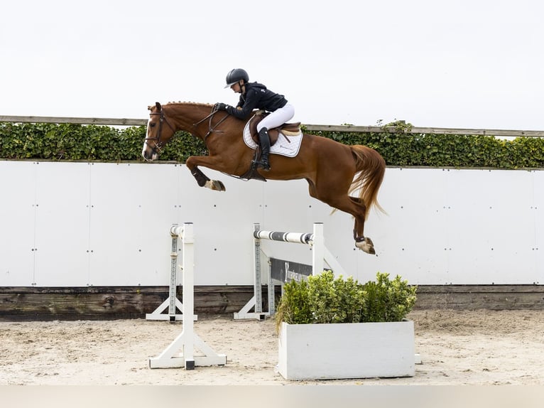 Westphalien Jument 3 Ans 165 cm  in Waddinxveen